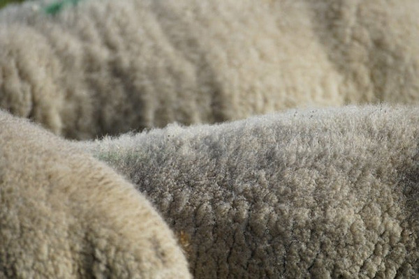 Uzbekistan expresses interest in Dagestan sheep wool