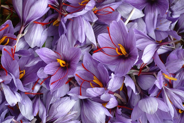 Saffron plantations will be created in Kashkadarya region of Uzbekistan.