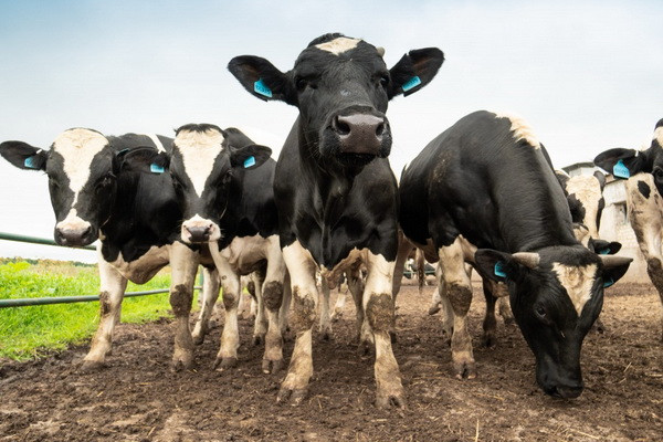 Priorities for the development of animal husbandry in Uzbekistan have been determined
