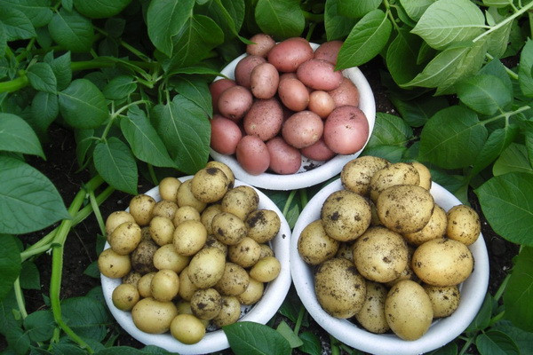 A reserve of seed potatoes is being created in Uzbekistan