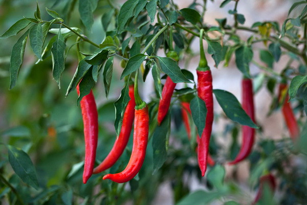Uzbekistan exports 7,000 tons of pepper in Jan-Aug