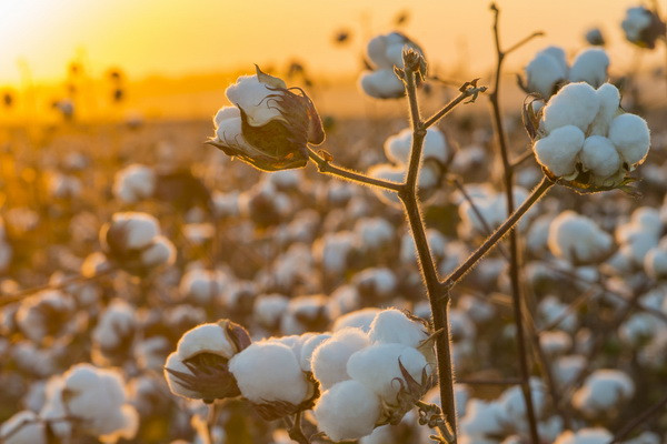 A subsidy in the amount of 1 million soums to be allocated for each hectare of cotton area