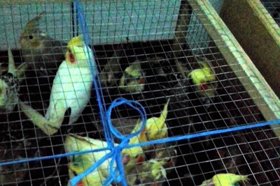 Russian region receives birds from Uzbekistan