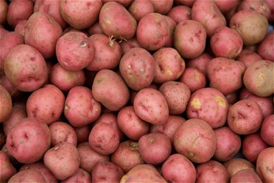 Uzbekistan Receives 500,000 Mini-Tubers of the “CARA” Potato …