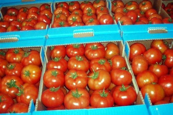 The Agency for Quarantine and Plant Protection denied information about a dangerous virus in Uzbek tomatoes