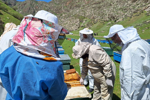 Rosselkhoznadzor specialists are studying the activities of beekeepers in Uzbekistan