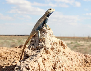Хотите внести свой вклад в охрану природы? Тогда, принимайте участие