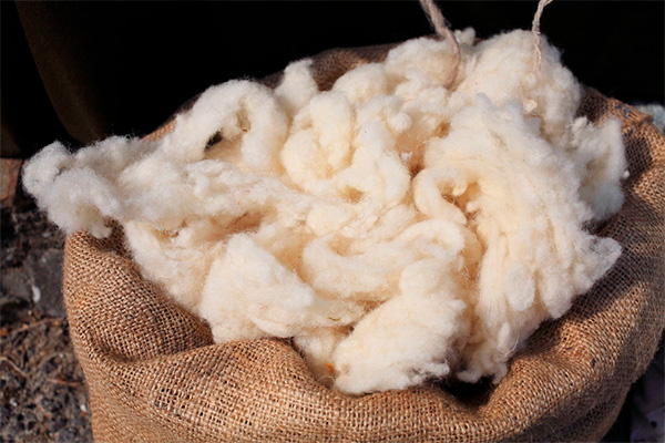 Enterprise for processing of sheep wool to be created in Uzbekistan