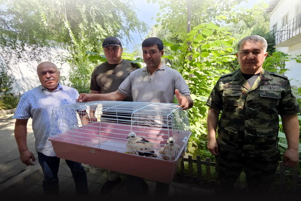 Пресечена попытка вывоза из Узбекистана двух птенцов канюка-курганника