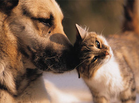 Uzbekistan adopts rules of taking care of domestic animals