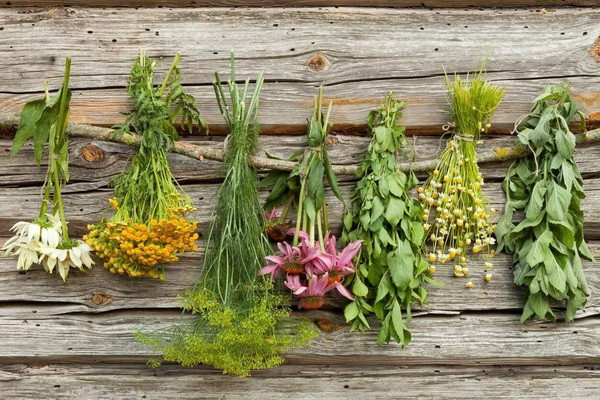 In 2022, forestry enterprises will create plantations of medicinal plants on an area of 4,984 hectares