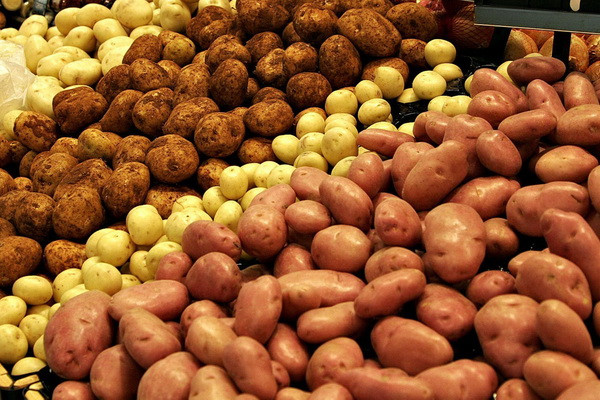 Uzbekistan Produced 1.9 Million Tons of Potatoes in First Half of 2025