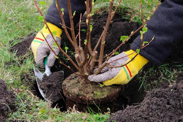 Review competition titled “One Tree for Every Citizen” to be held in Uzbekistan