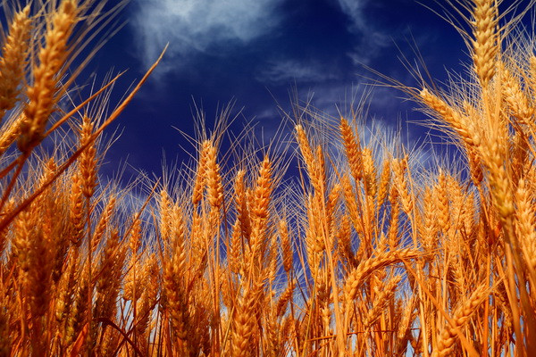 Expected indicative price for grain in 2023 announced