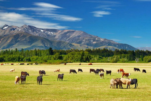 Uzbekistan to establish electronic recording of pasture land areas