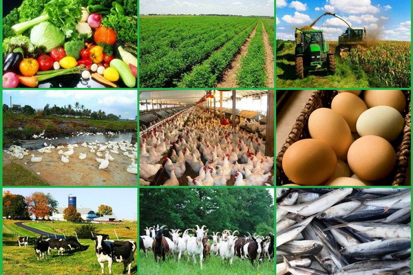 The main indicators of the development of agriculture, forestry and fisheries of the Republic of Uzbekistan for January-March 2022