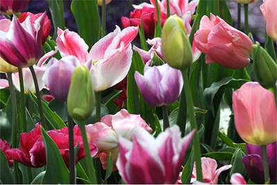 Uzbekistan, Netherlands can realize project on production of tulips