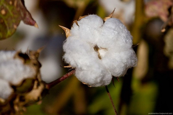 EBRD helps Indorama Agro introduce advanced cotton farming technologies in Uzbekistan
