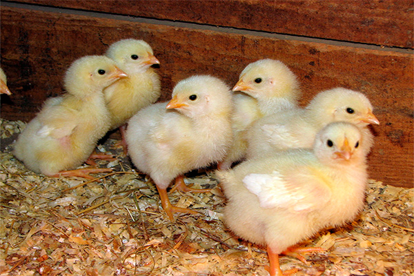 В Узбекистане будут созданы птицеводческие кластеры