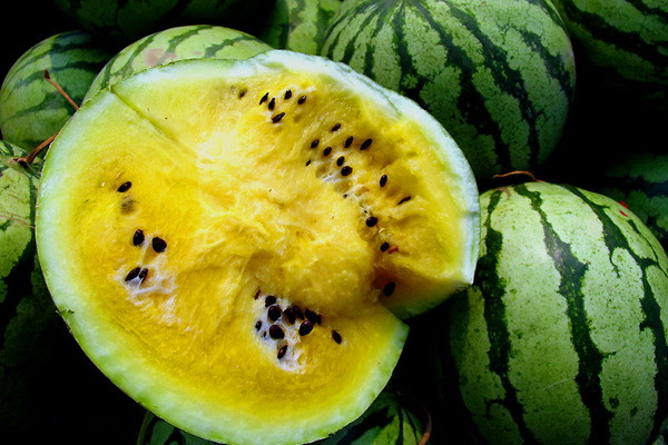 Uzbek farmers grow yellow watermelons