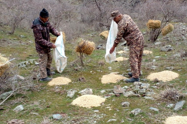 Feed products are delivered for wild animals in all protected natural areas of Uzbekistan
