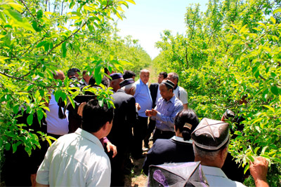 UzLiDeP pays attention to developing intensive horticulture and viticulture