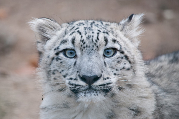 Uzbekistan launches project to preserve landscapes of snow leopard