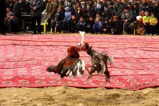 Organizers of "special arena" for cockfights exposed in Navoi