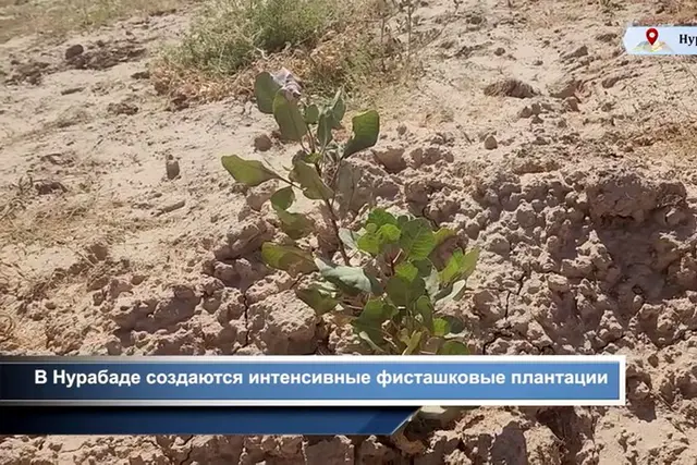 Nurabad District Launches Intensive Pistachio Plantation Project