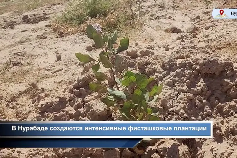 В Нурабадском районе создают интенсивные фисташковые плантации