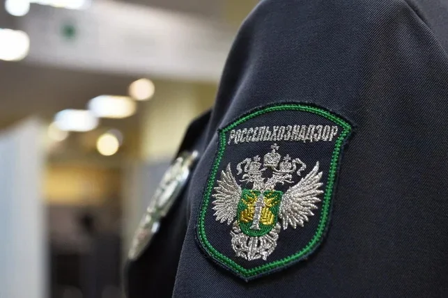 Krasnodarda O‘zbekistondan keltirilgan karantin zararkunandasi bilan zararlangan xurmo partiyasi ushlandi