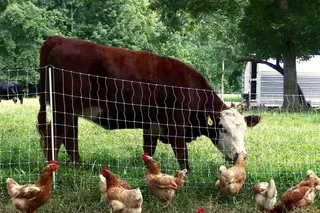 Number of livestock and birds in the Republic of Karakalpakstan