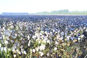 Namangan Region Targets 254,500 Tons of Cotton in 2026