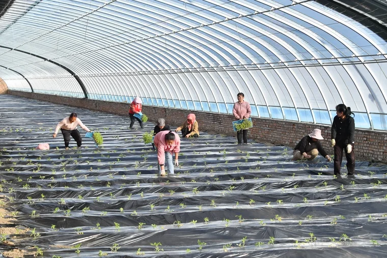 From Coal Mining to Agriculture: An Ecological Initiative at a Chinese Coal Mine