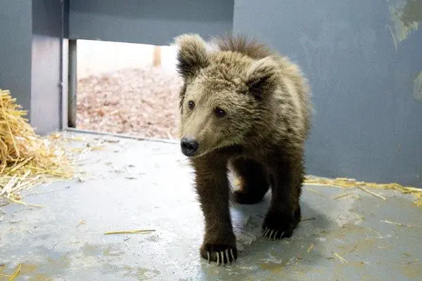 Red-listed brown bear cub brought to Tashkent zoo