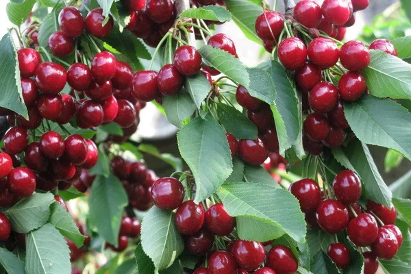 Chinese investors create a cherry plantation and an agro-logistic complex in Ferghana region