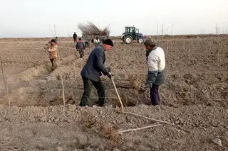 European Union completed planting of 27 thousand trees in Aral Sea basin