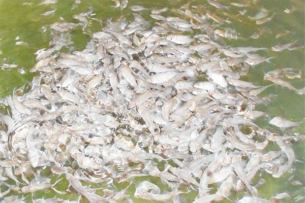 Uzbekistan studies experience of Malaysia in fish industry