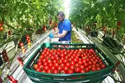 Фитосанитарный контроль за экспортными перевозками усилят