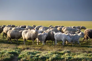 Продлены налоговые и таможенные льготы для производителей продукции каракулеводства