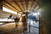 FAO oktyabr oyida global oziq-ovqat narxlari keskin oshganini qayd etdi: bu so‘ngi 18 oy ichida eng yuqori ko‘rsatkich