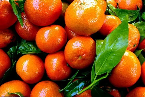 Import of tangerines increased by 28,300 tons
