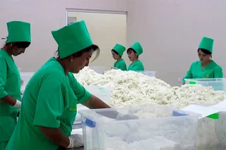 Gold Grown Pharma наладил производство медицинских перчаток