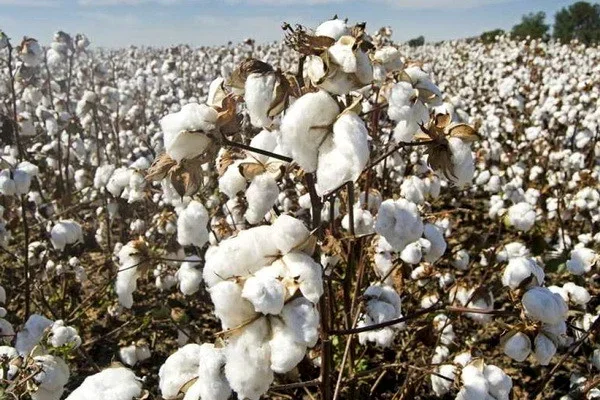 The minimum price of fine-staple cotton raw materials has been announced