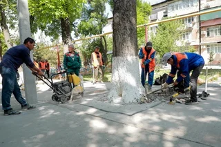 В Ташкенте стартовала экоакция по освобождению деревьев, окруженных бетонными покрытиями