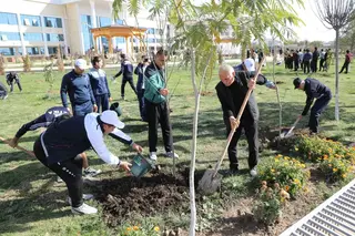 Toşkentda «Yaşil makon» loyihasi doirasida 16,6 mln tup buta qalamçalari ekildi