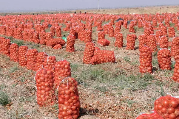 A new record for onion cultivation has been set: up to 150 tons were collected from each hectare