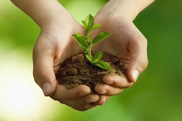 Trees left unattended to be registered in special database