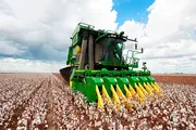 Snow on the Plains: How Uzbekistan’s Cotton is Weaving a New Global Destiny