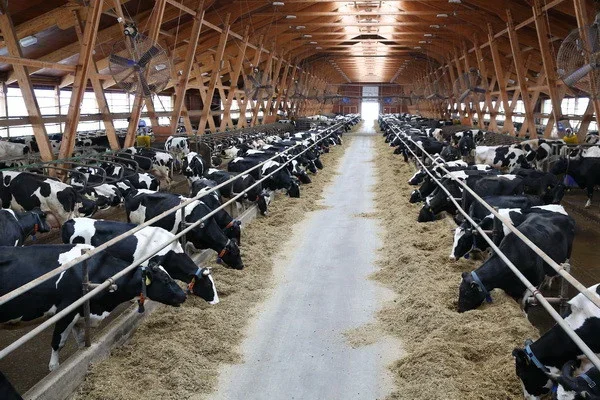 Livestock clusters to be created in 25 districts